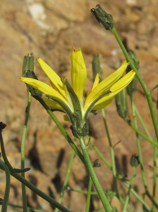 Image of Youngia tenuifolia ssp. altaica specimen.