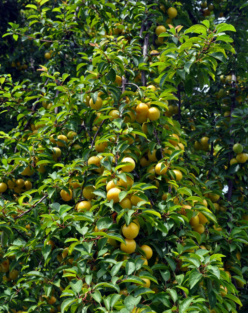 Изображение особи Prunus cerasifera.