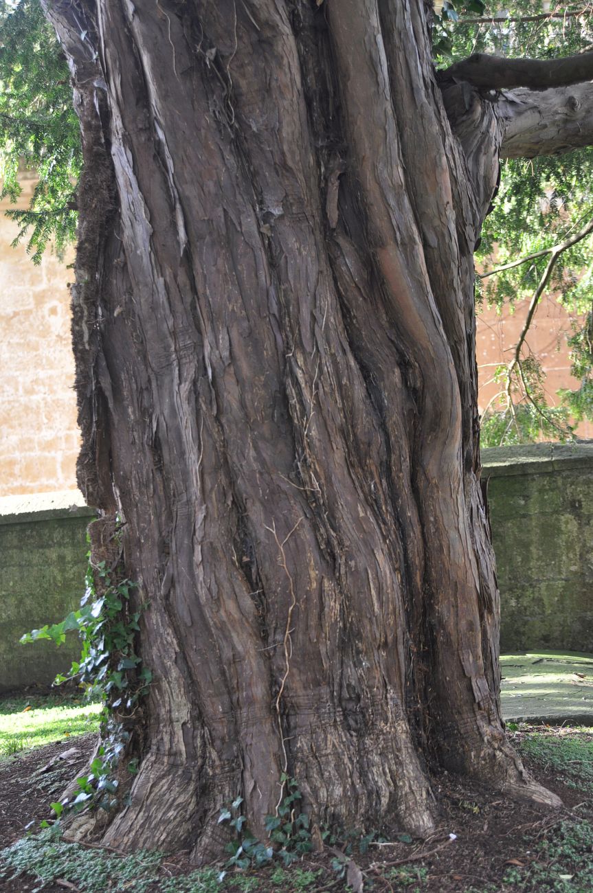 Image of Taxus baccata specimen.