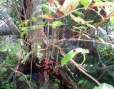 Смотреть изображение Sambucus miquelii
