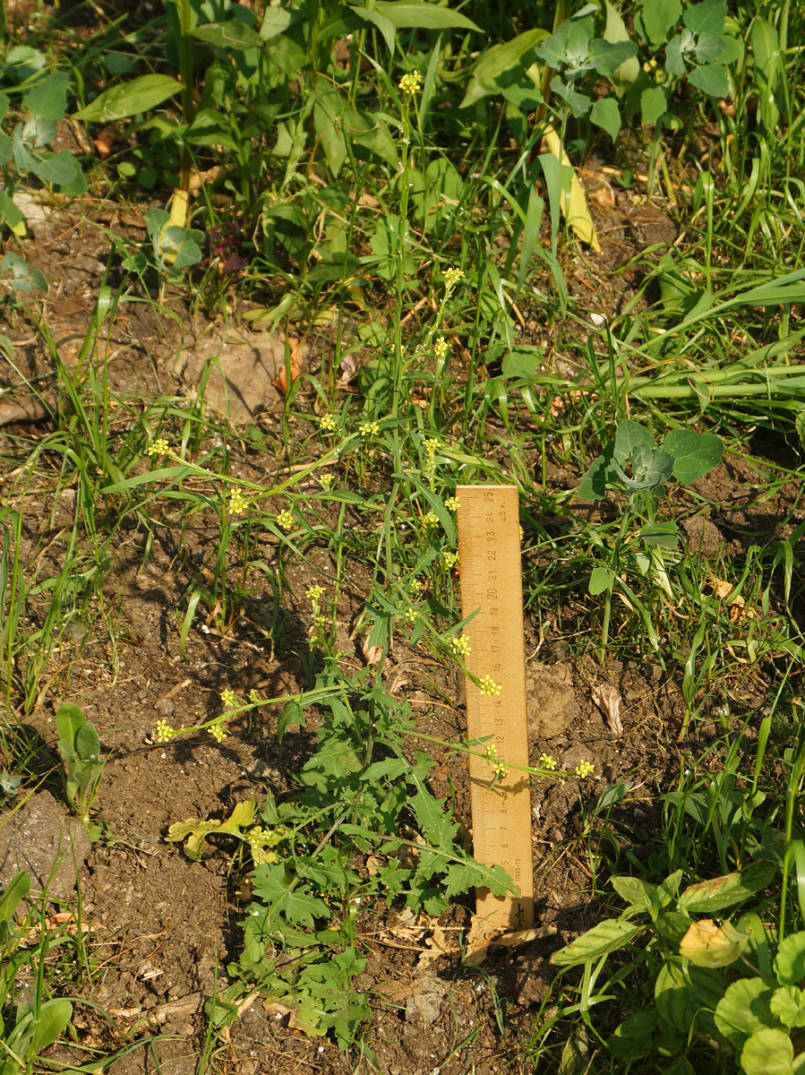 Image of Sisymbrium officinale specimen.