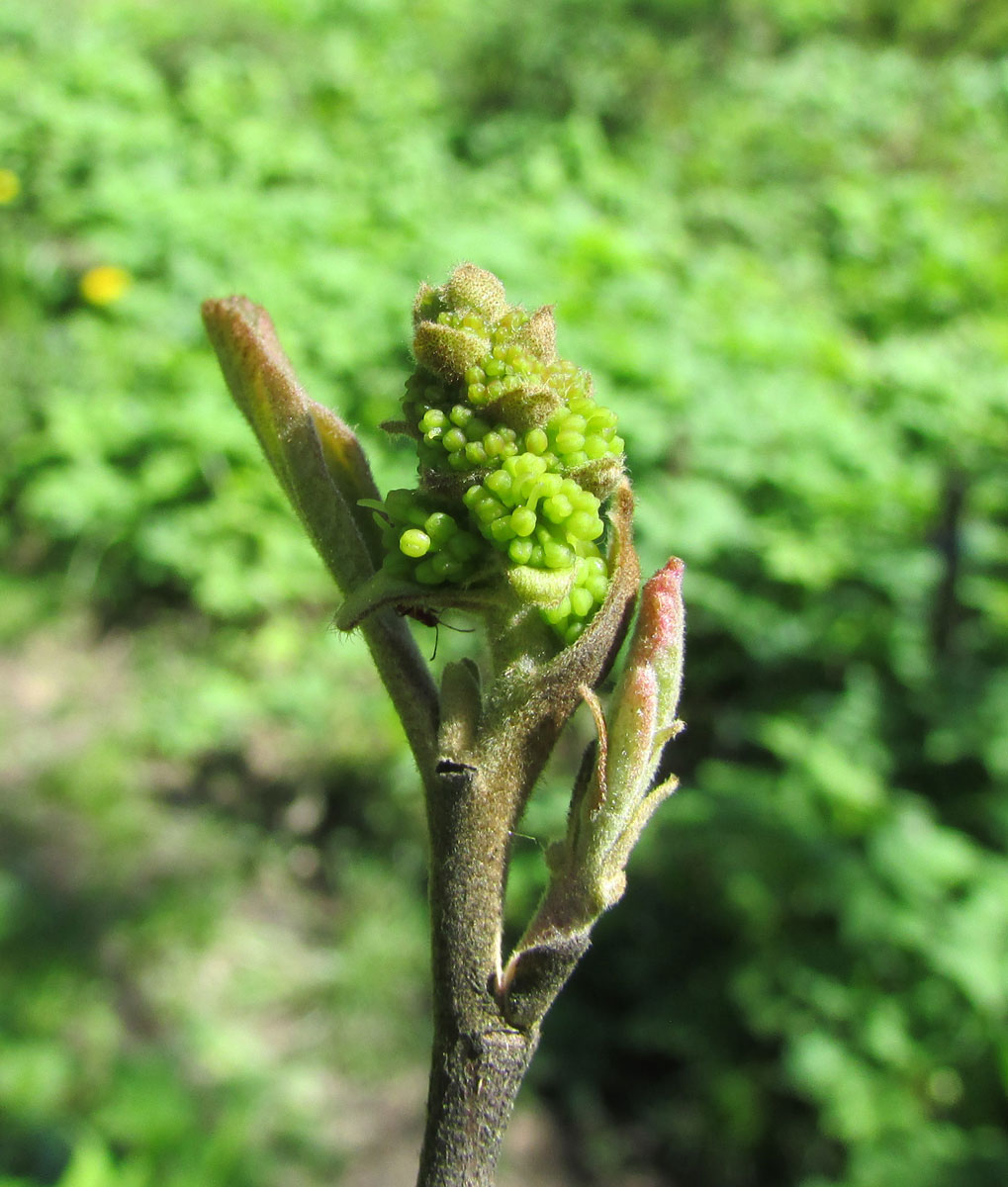 Image of Fothergilla major specimen.