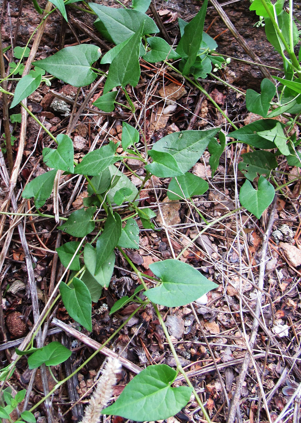 Image of Fallopia convolvulus specimen.