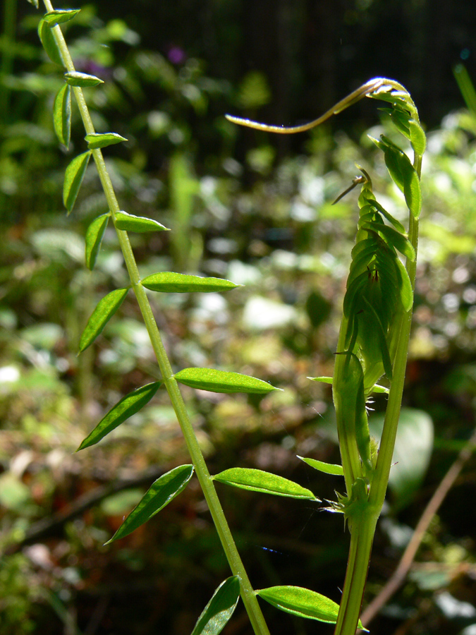 Image of Vicia sylvatica specimen.