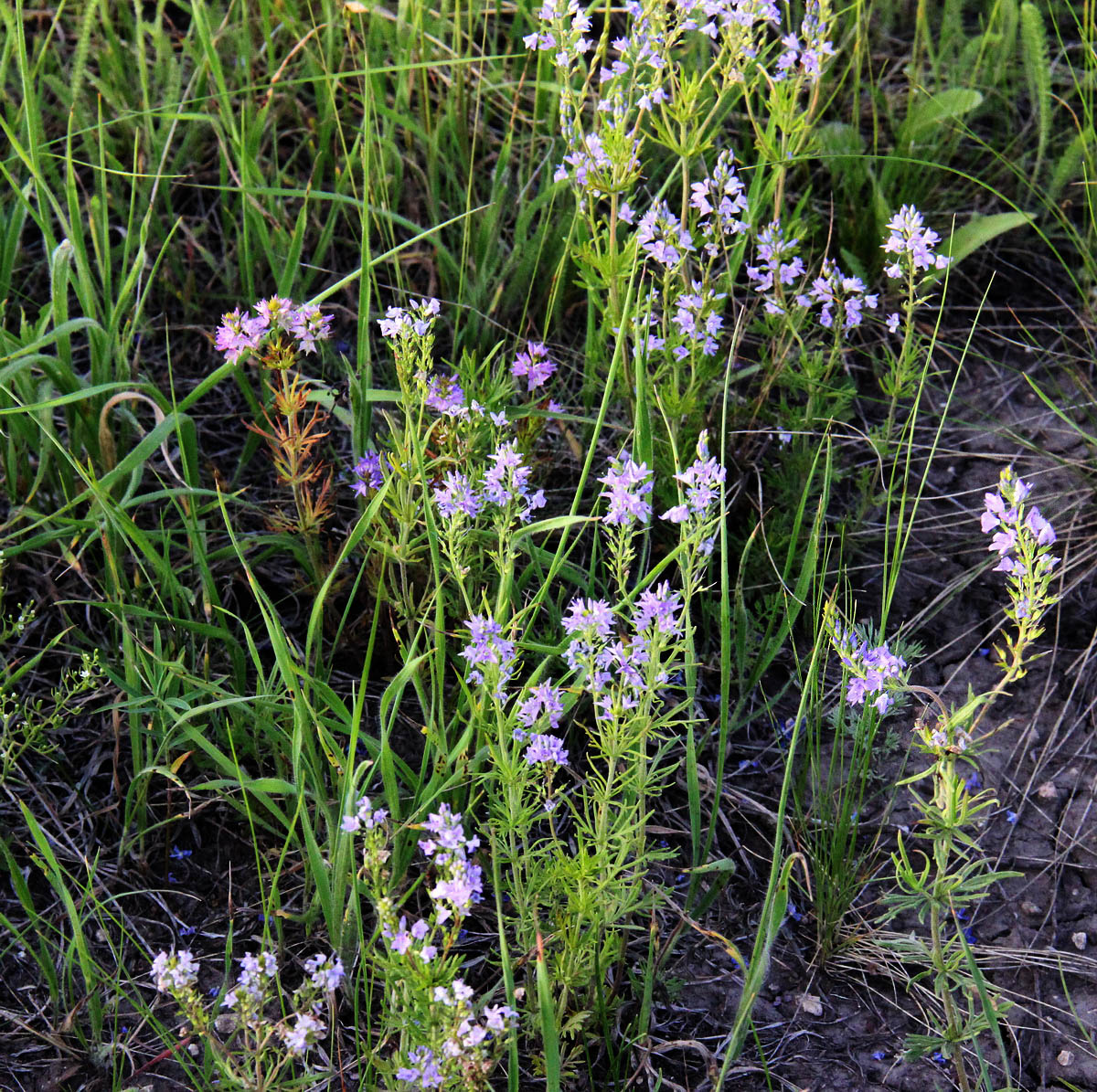 Image of Veronica multifida specimen.