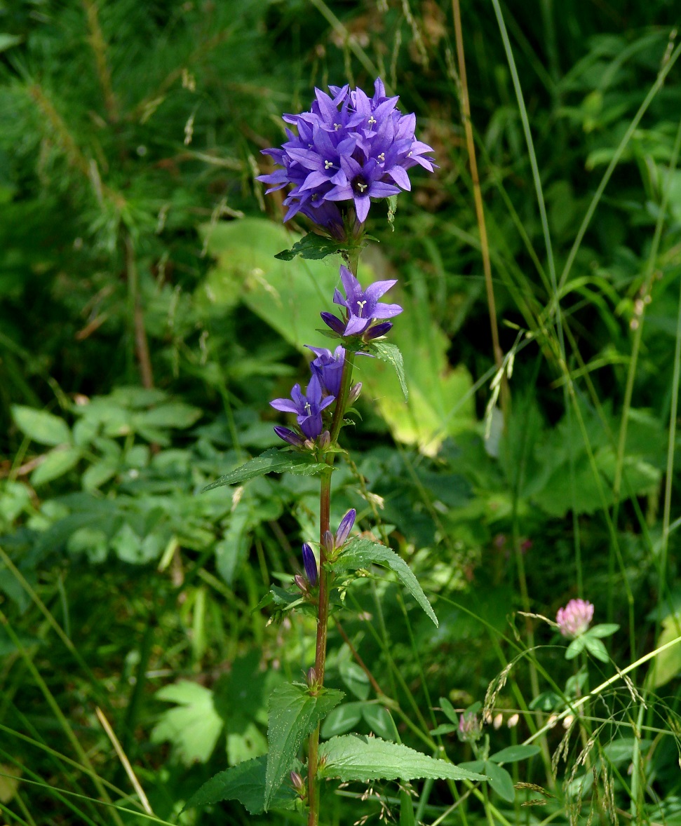 Image of Campanula glomerata specimen.