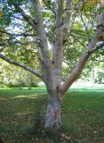 Betula ermanii