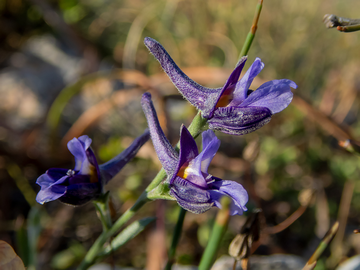 Изображение особи Delphinium peregrinum.