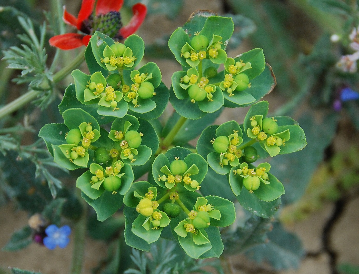 Изображение особи Euphorbia helioscopia.