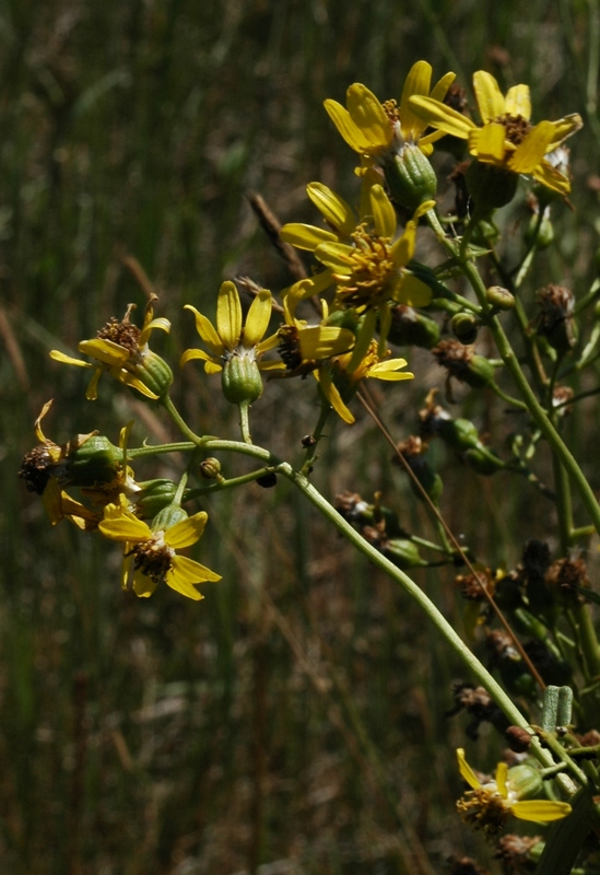 Image of Ligularia thyrsoidea specimen.