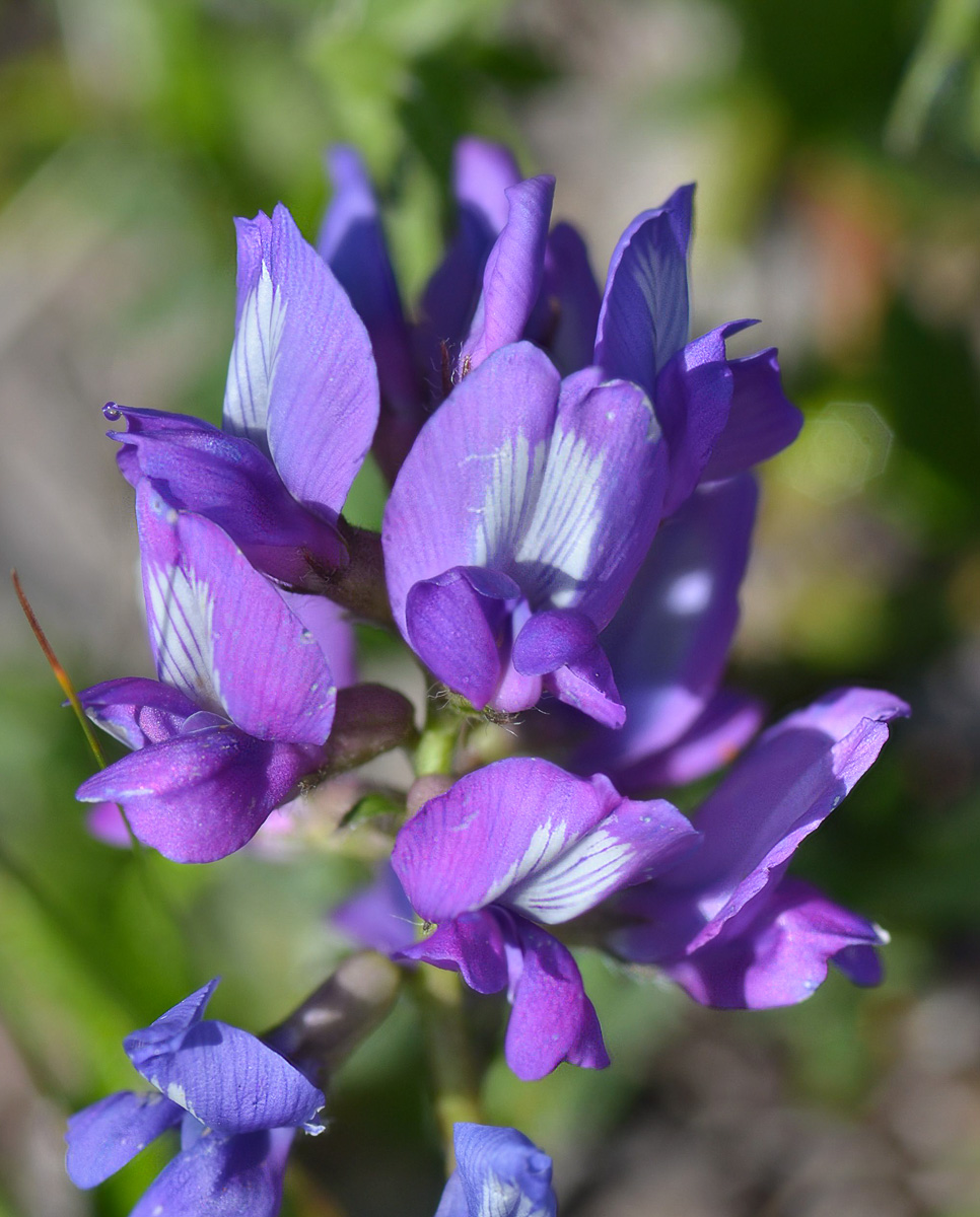 Изображение особи Oxytropis owerinii.