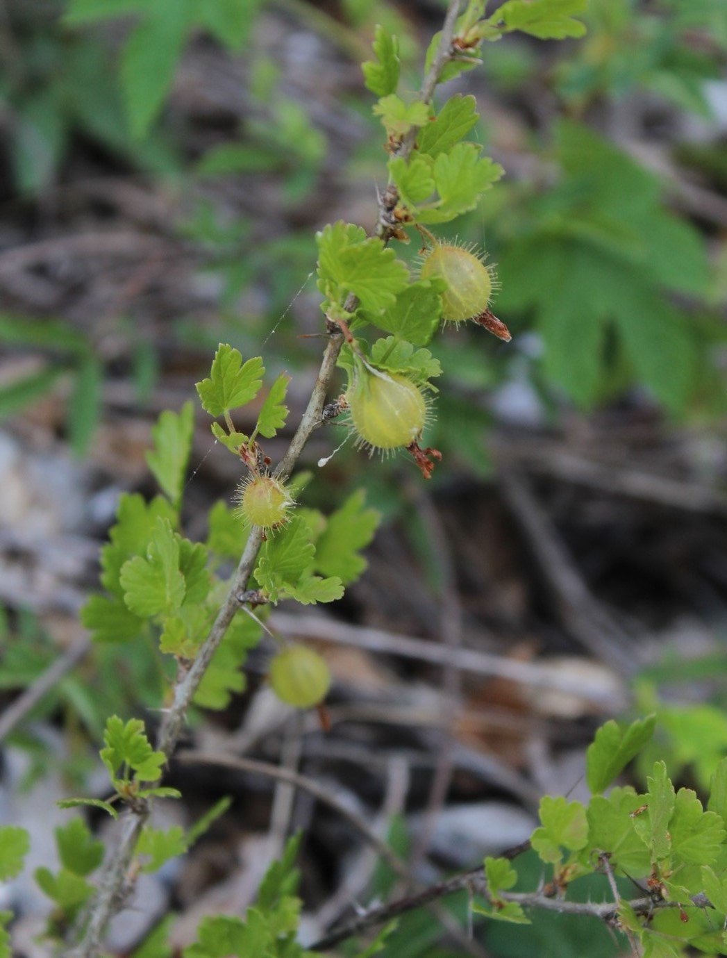 Image of Grossularia reclinata specimen.