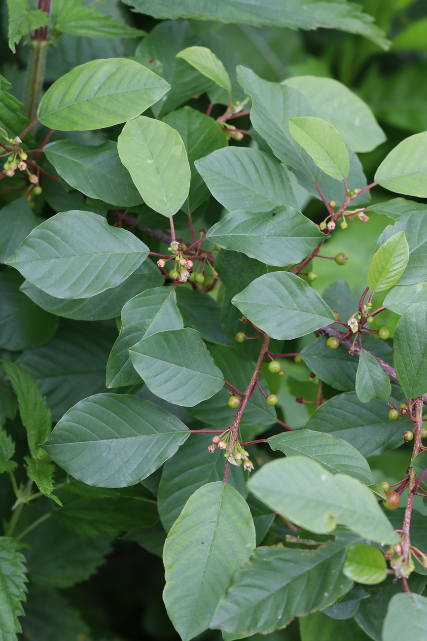 Image of Frangula alnus specimen.