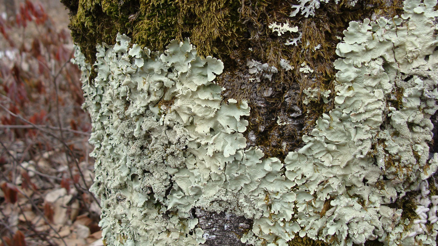 Image of Flavoparmelia caperata specimen.