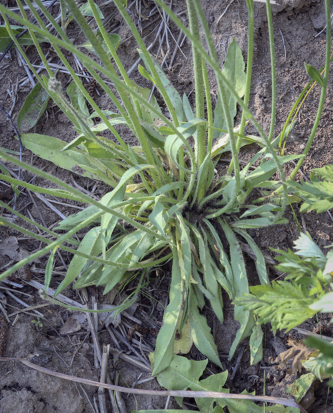 Image of Pilosella procera specimen.