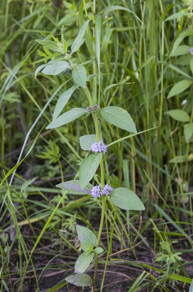 Image of Mentha canadensis specimen.