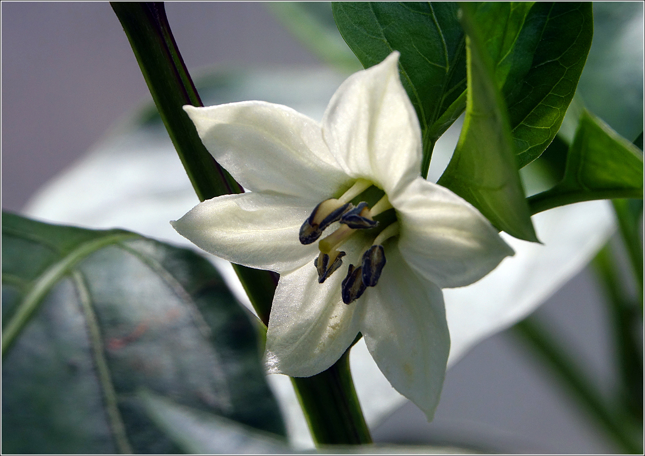 Image of Capsicum annuum specimen.