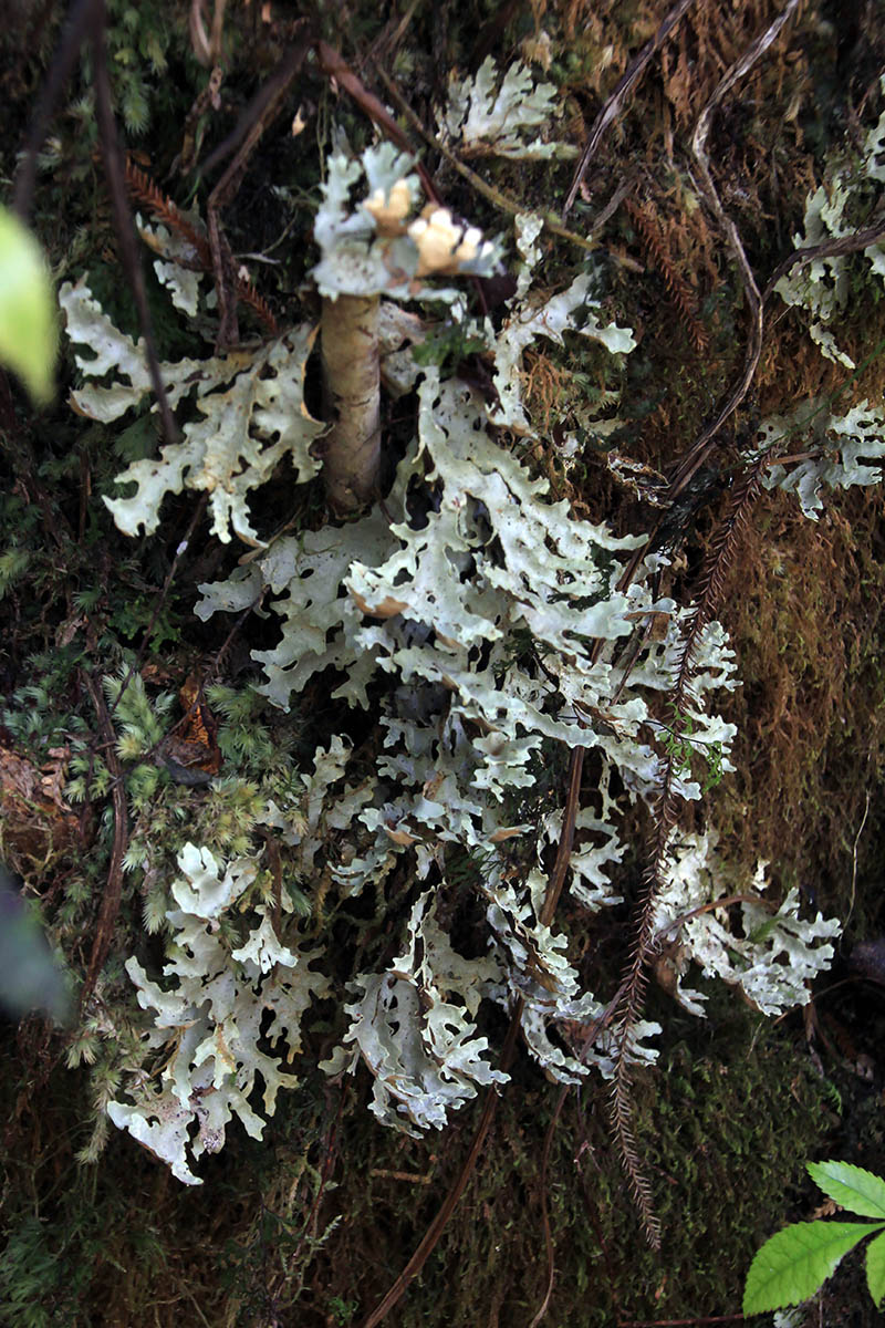 Image of genus Pseudocyphellaria specimen.