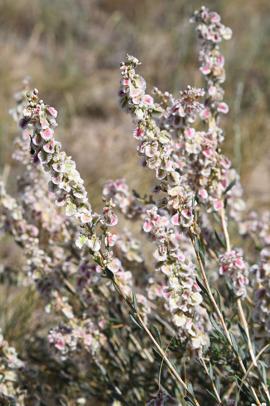 Image of Atraphaxis decipiens specimen.