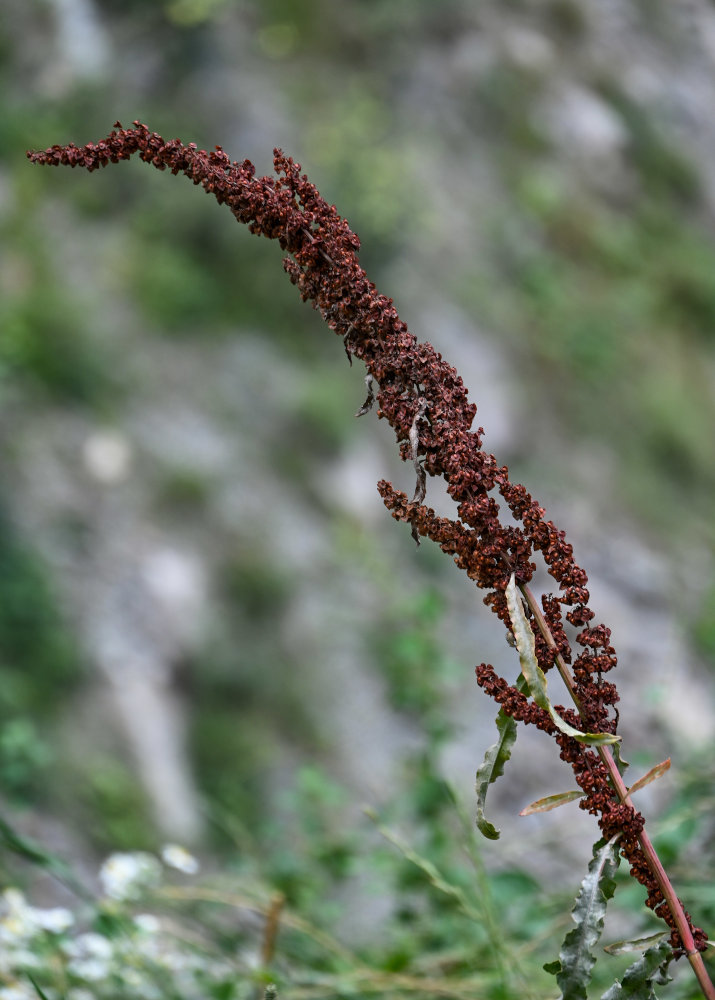 Изображение особи Rumex crispus.