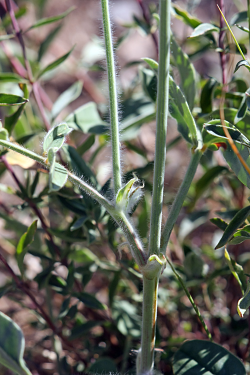 Image of Onobrychis chorassanica specimen.