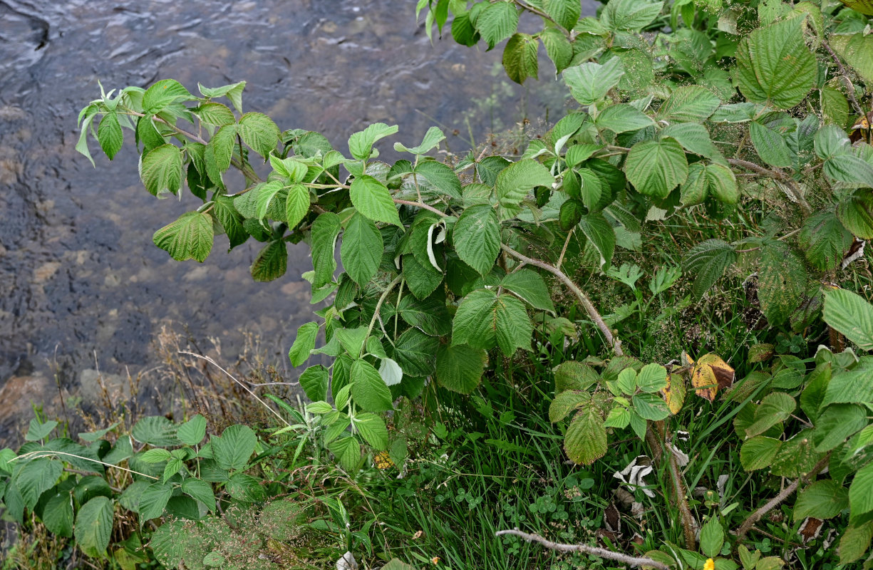 Изображение особи Rubus matsumuranus.