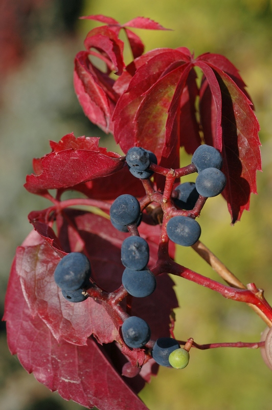 Изображение особи Parthenocissus quinquefolia.