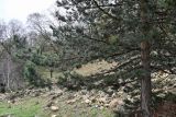 Pinus sylvestris subspecies hamata. Часть кроны и ствола взрослого дерева. Дагестан, Гунибский р-н, природный парк \"Верхний Гуниб\", ≈ 1800 м н.у.м., опушка хвойно-лиственного леса. 03.05.2022.