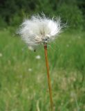 Eriophorum vaginatum. Верхушка побега со зрелым соплодием и облетающими плодами. Северная Осетия, верховья реки Урух, склон горы Кубус, палеоботанический памятник природы \"Кубусский торфянник\". 01.07.2013.