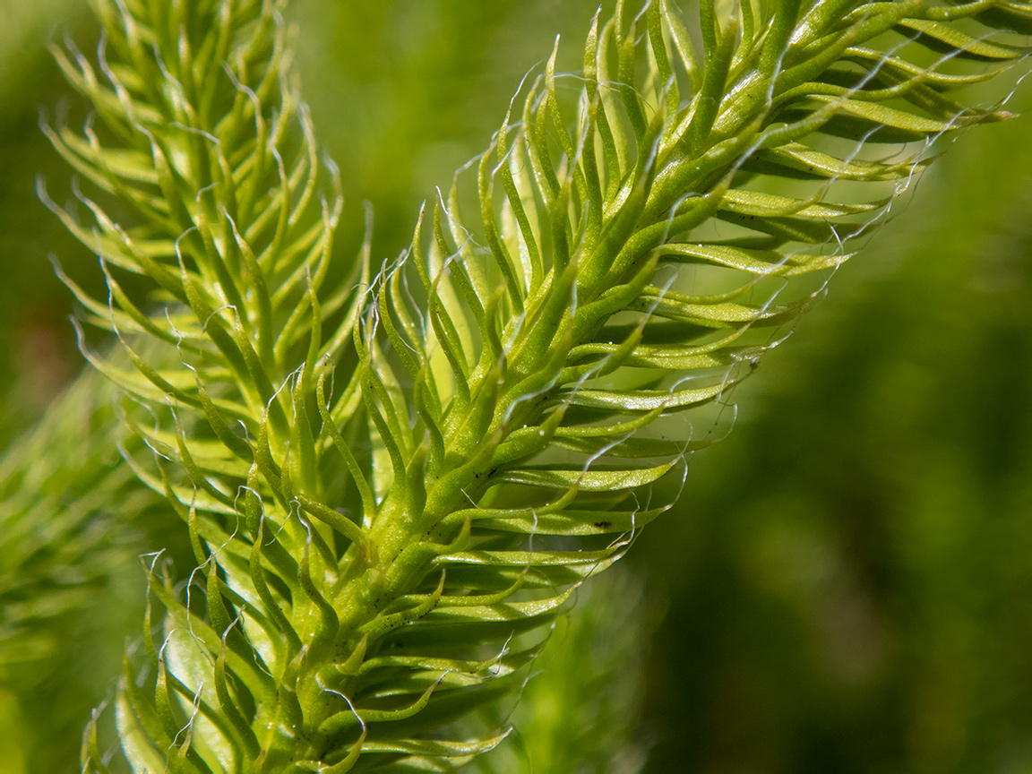 Image of Lycopodium clavatum specimen.