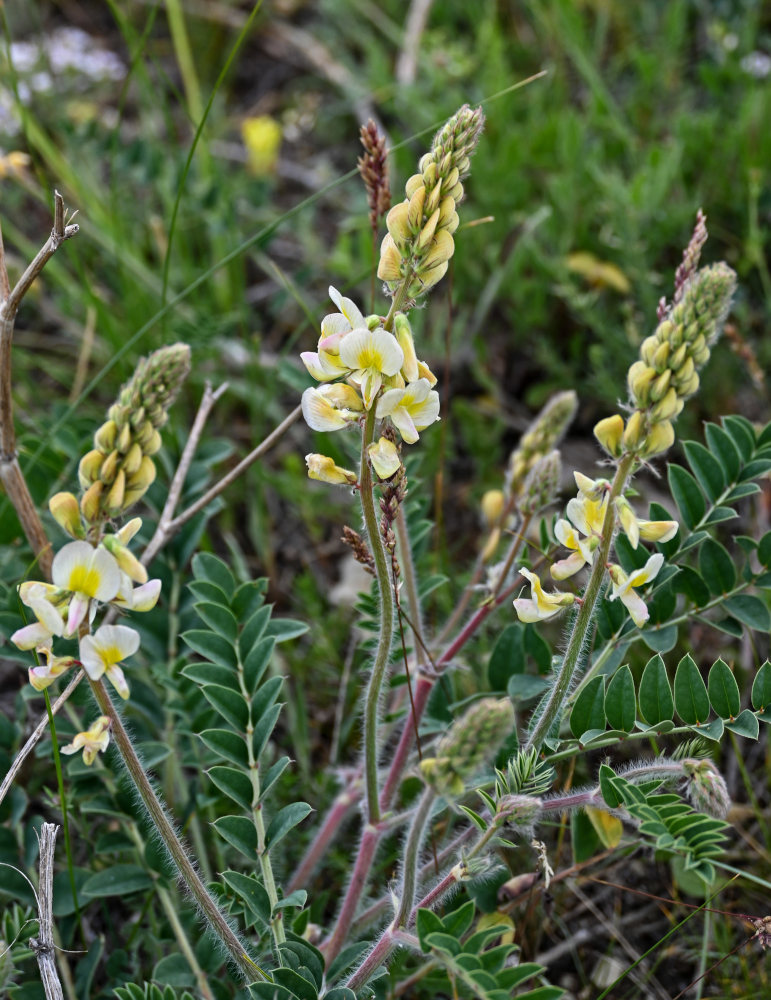 Image of Onobrychis radiata specimen.