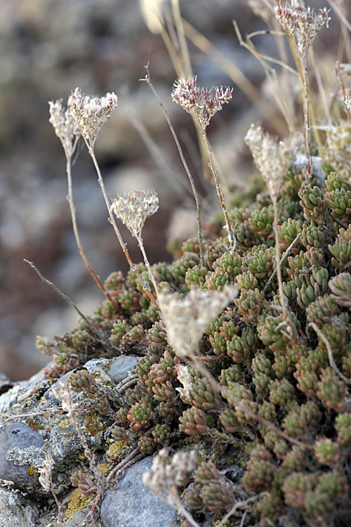 Изображение особи Sedum alberti.