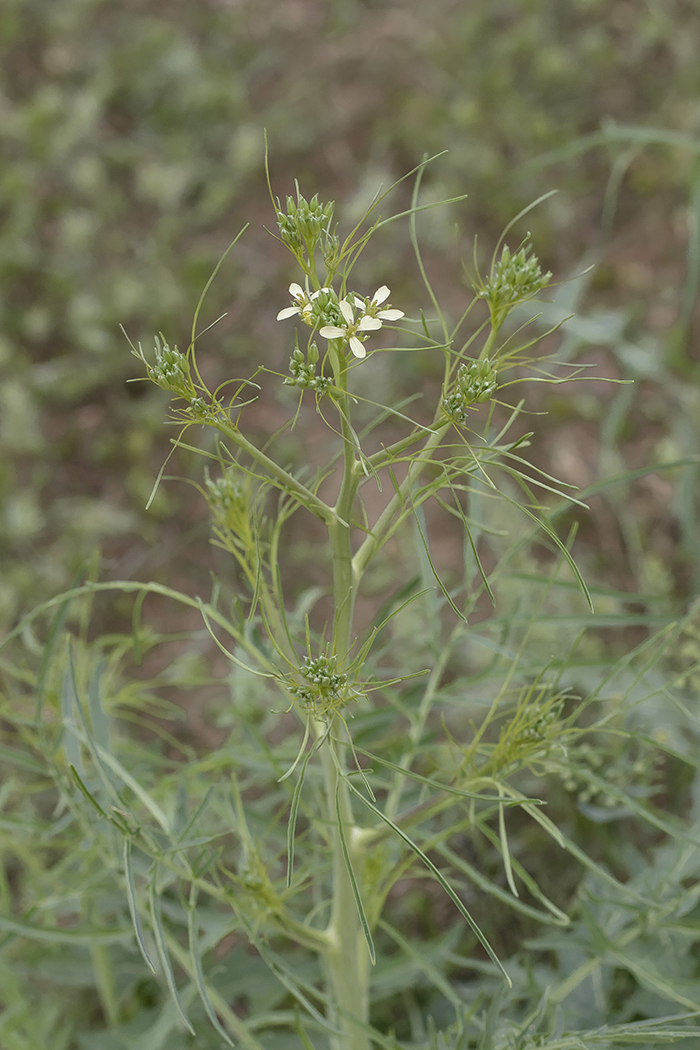 Image of Sisymbrium altissimum specimen.