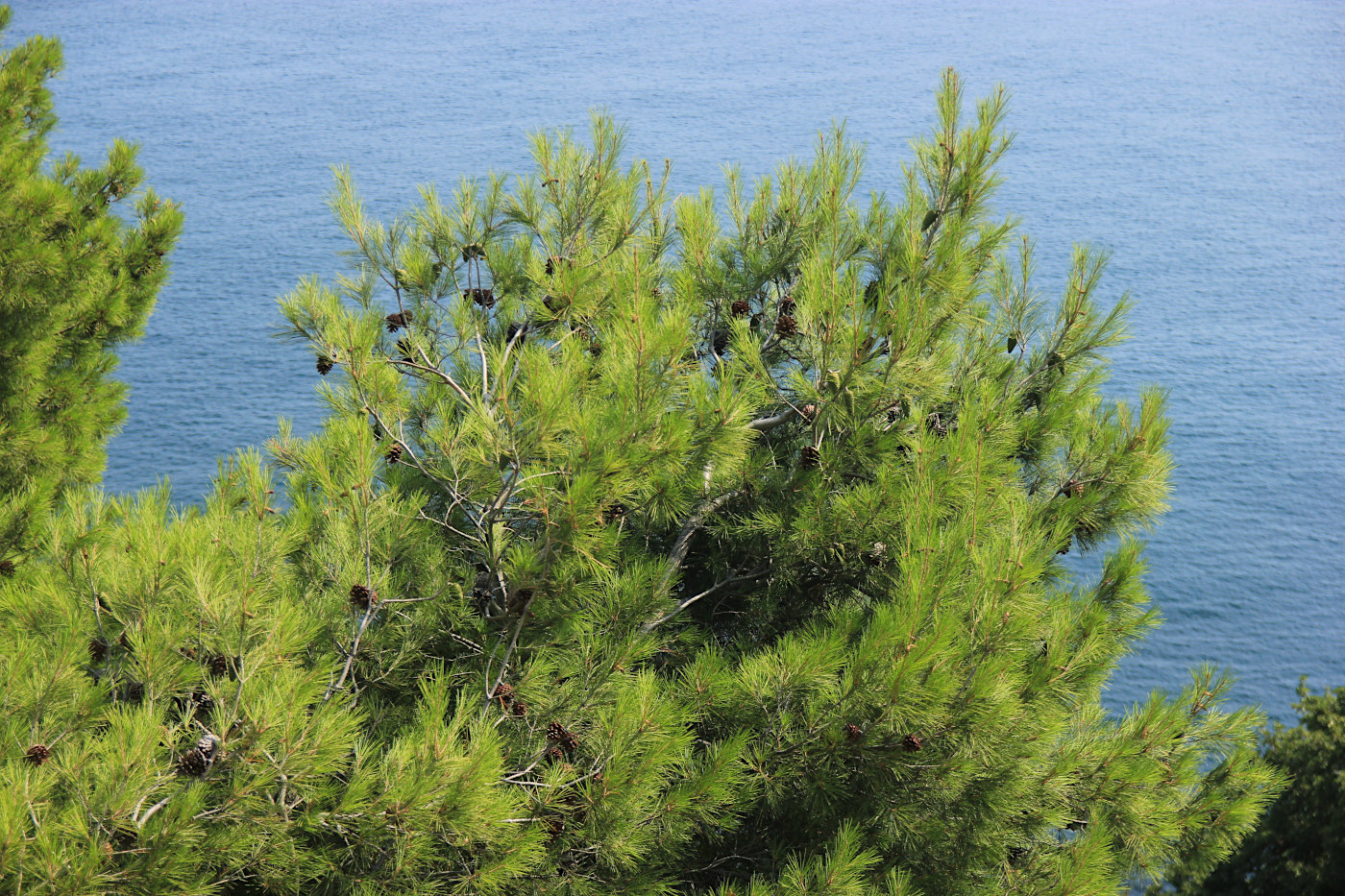 Изображение особи Pinus halepensis.