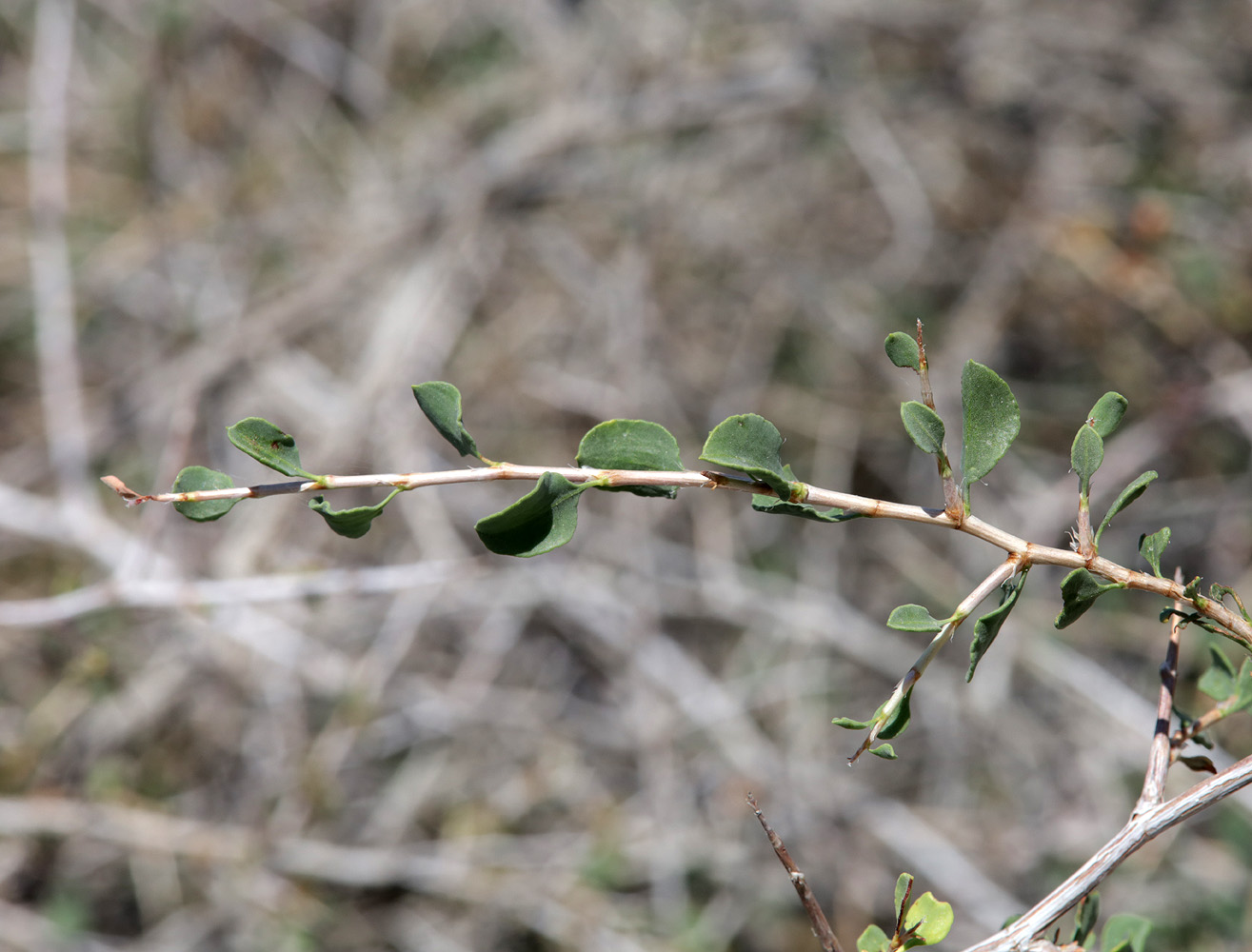 Изображение особи Atraphaxis spinosa.