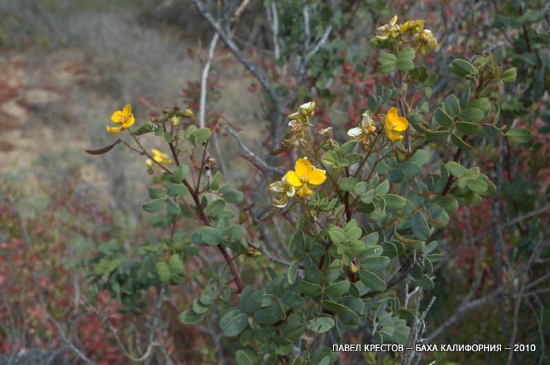 Image of Senna purpusii specimen.