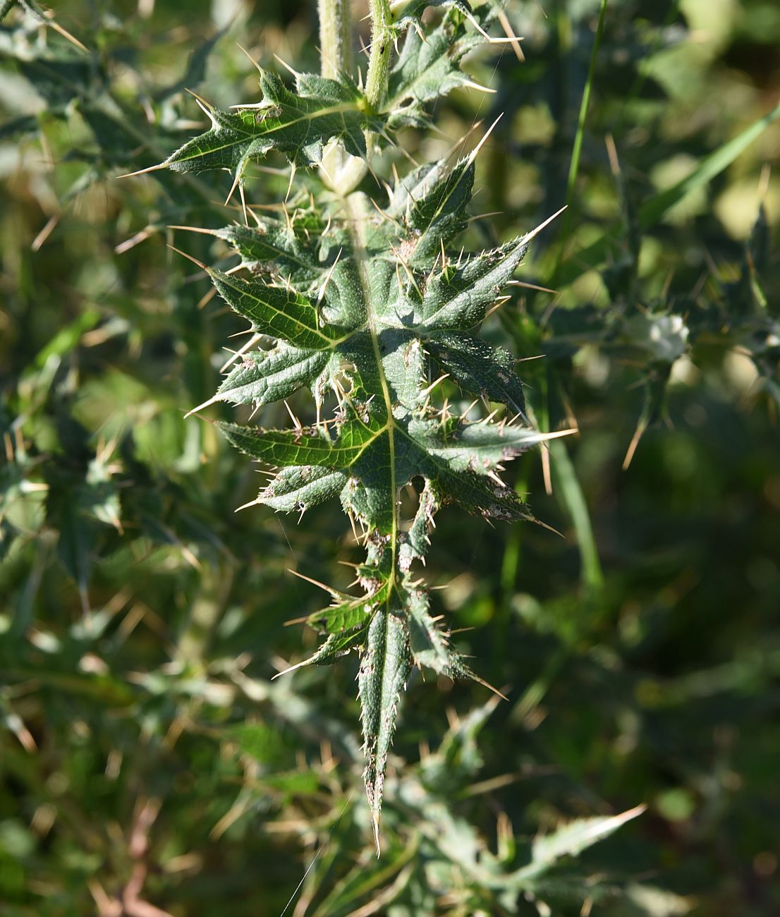 Изображение особи Cirsium buschianum.