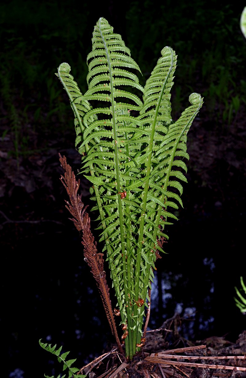 Image of Matteuccia struthiopteris specimen.