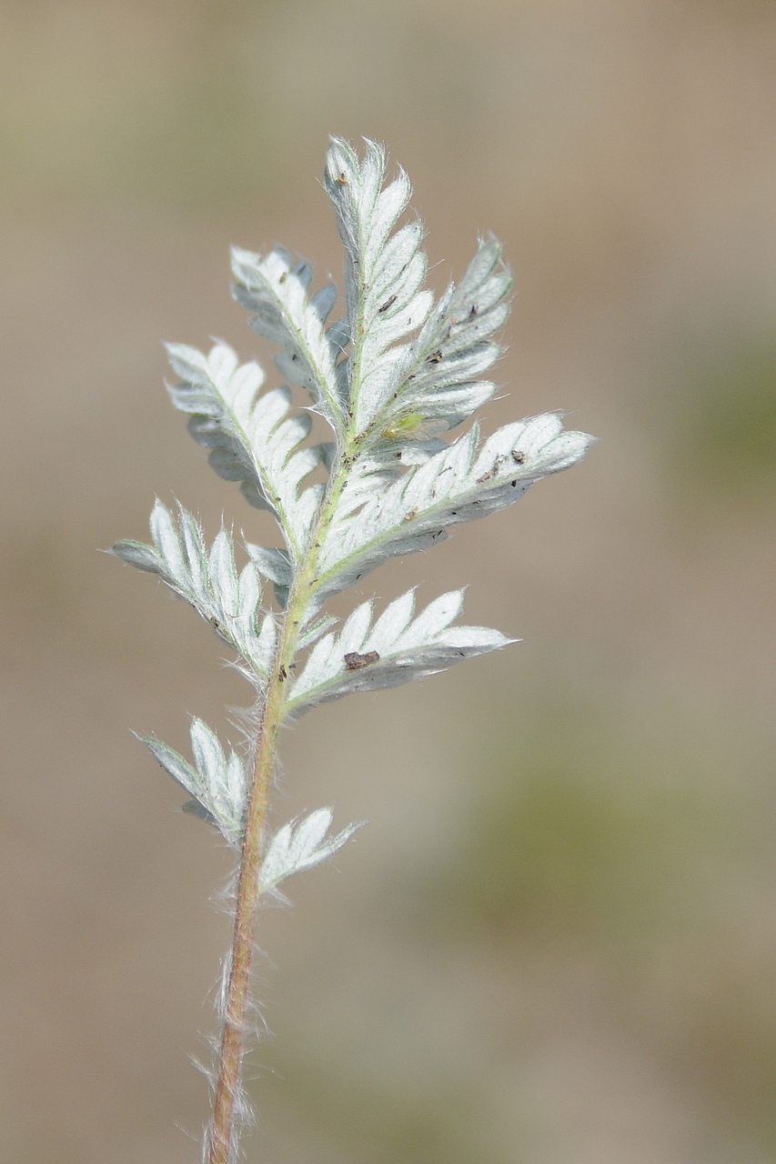 Image of Potentilla pamiroalaica specimen.