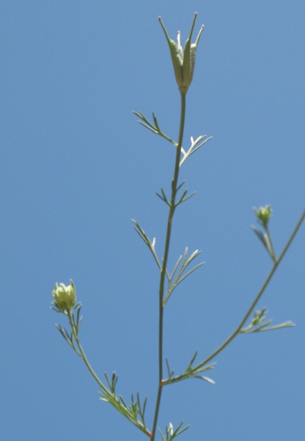 Image of Nigella arvensis specimen.