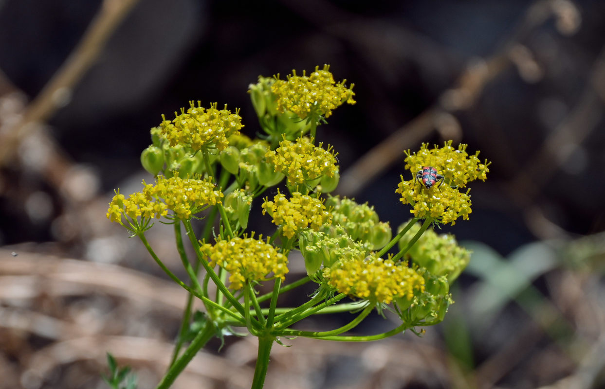 Изображение особи Pastinaca pimpinellifolia.