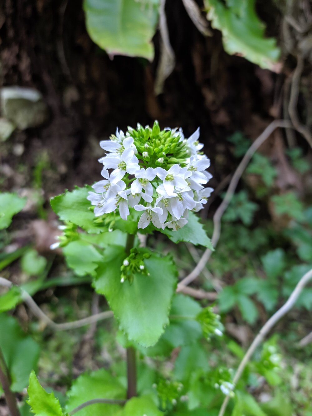 Image of Arabis nordmanniana specimen.