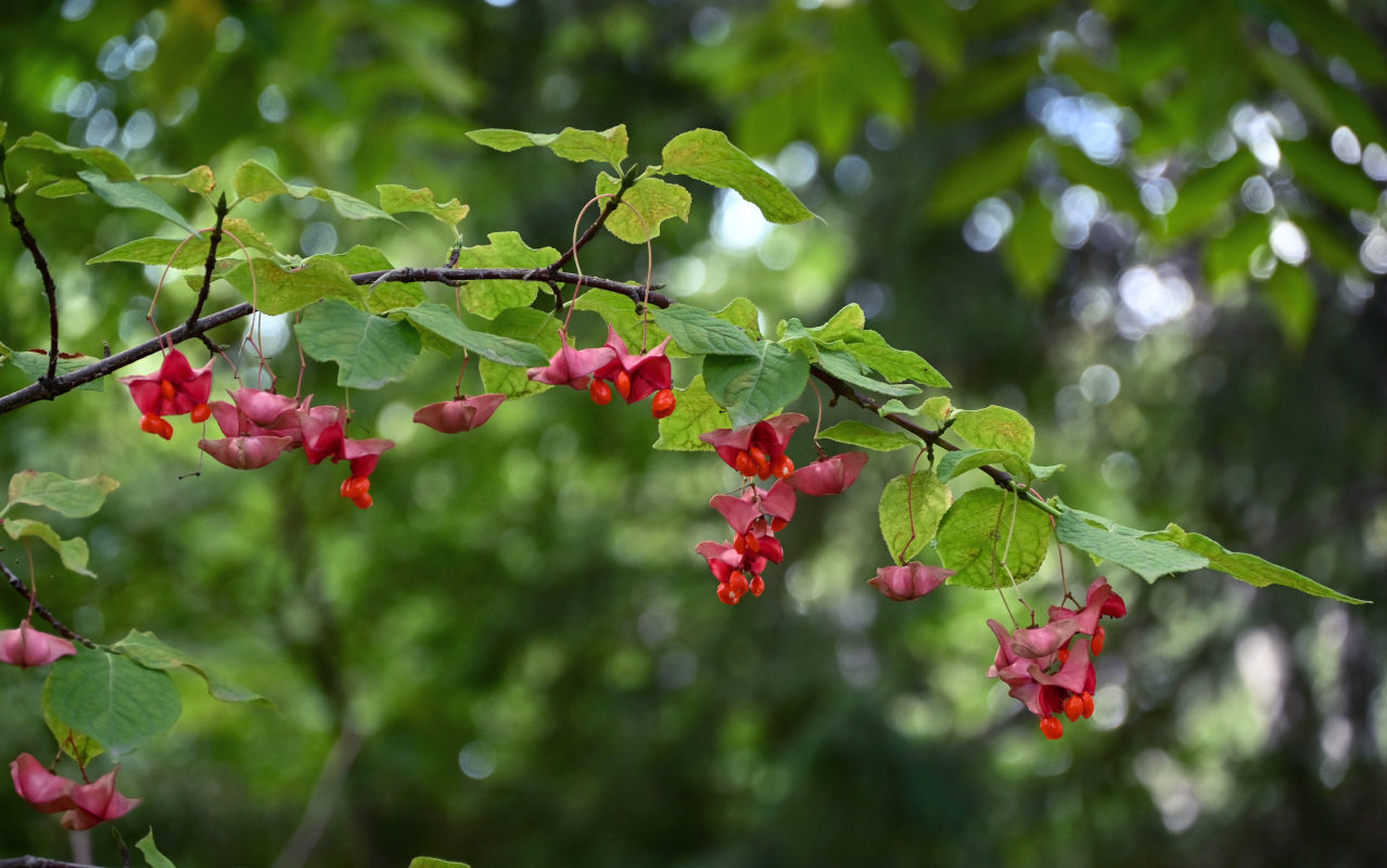 Image of Euonymus macropterus specimen.