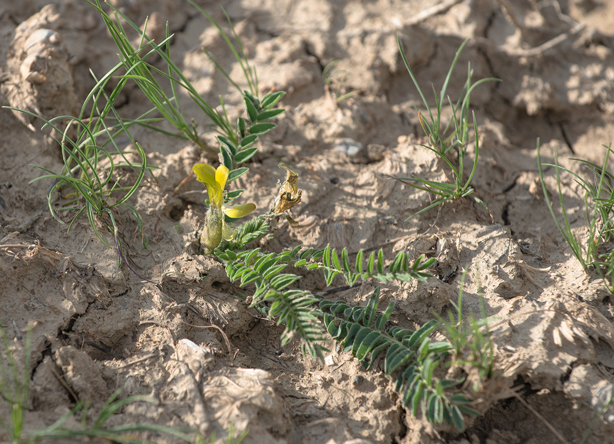 Изображение особи род Astragalus.