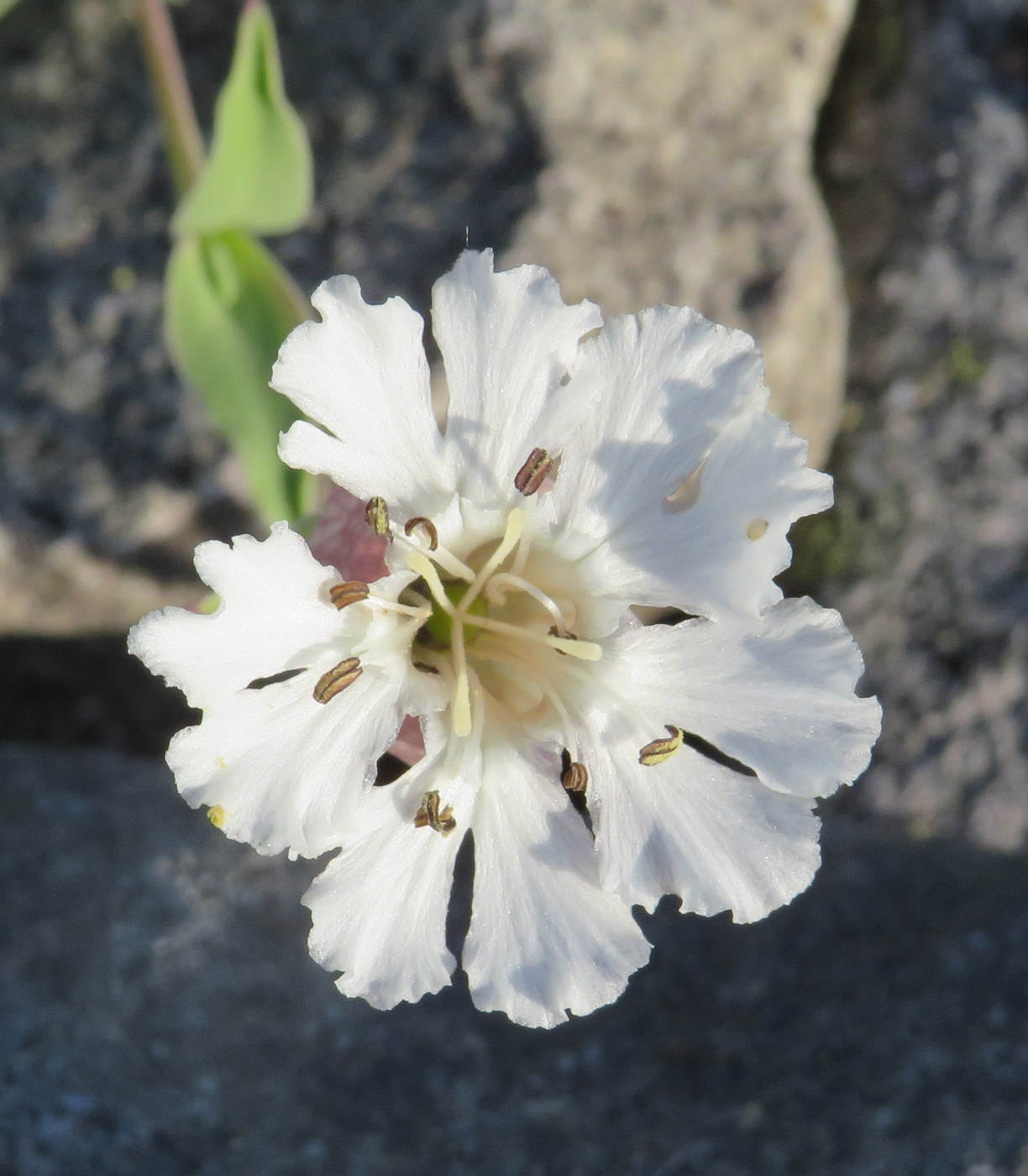 Image of Oberna uniflora specimen.