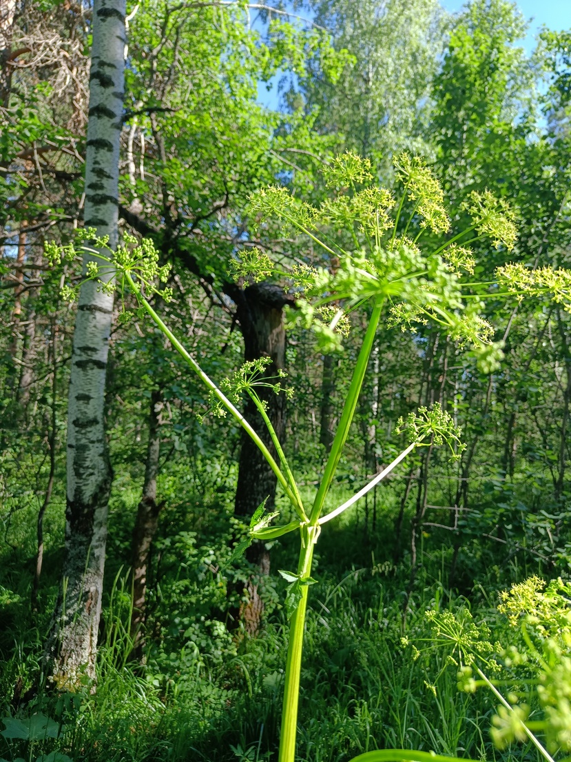 Изображение особи Heracleum sibiricum.