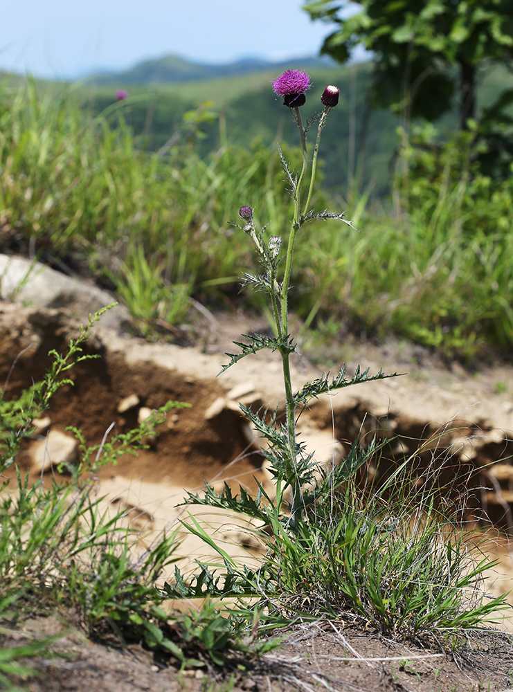 Изображение особи Cirsium maackii.