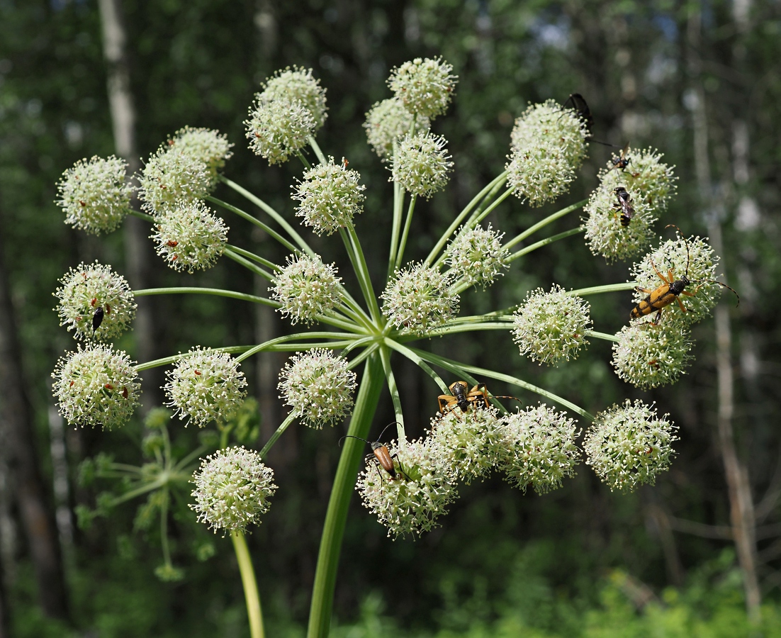 Изображение особи Angelica sylvestris.