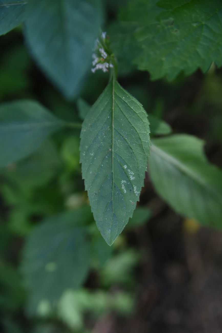 Image of Mentha arvensis specimen.