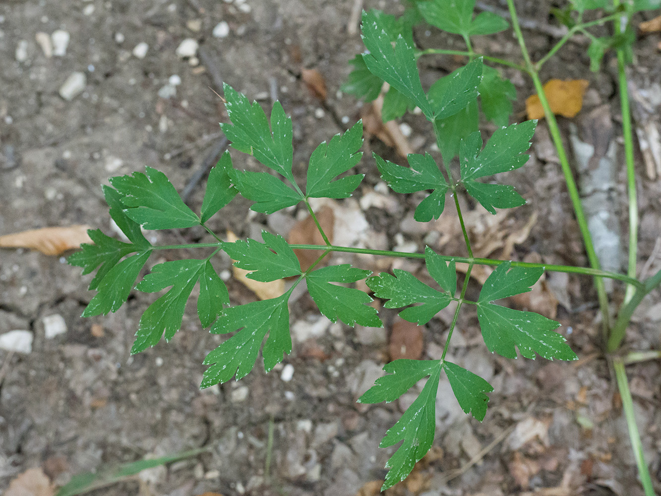 Image of Cervaria caucasica specimen.